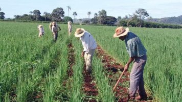 Produtores têm até segunda para aderir ao Refis Rural