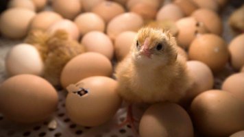 Na indústria de aves poederas, pintos machos são triturados vivos; veja matéria da BBC...