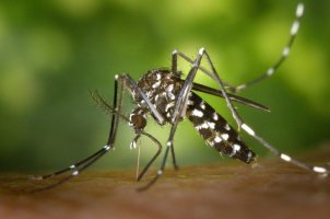 Casos de dengue aumentam em meio à pandemia de Covid-19 em Rolim de Moura