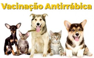 Rolim de Moura terá campanha de vacinação antirrábica para cães e gatos no próximo...