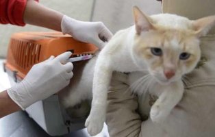 Após confirmar caso de raiva em morcego, Cacoal anuncia vacinação de cães e gatos