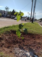 Mudas de árvores são plantadas no centro de Rolim de Moura em alusão ao dia mundial do...