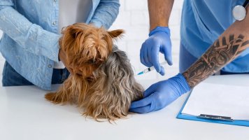 Campanha antirrábica canina e felina começa dia 19 na zona rural de Rolim de Moura