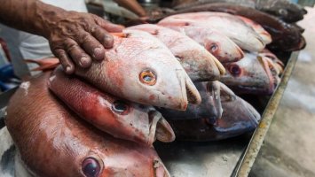 Rondônia não tem registros de casos ou suspeitas da doença da urina preta, informou...