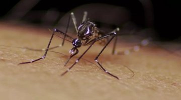 Com surto em alta, em 4 meses, Brasil chega ao mesmo patamar de casos de dengue...