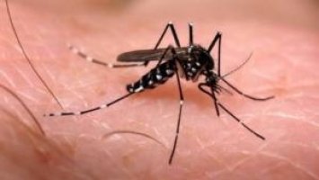 Rondônia tem aumento de mais de 600% de casos de dengue 