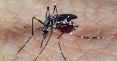 Brasil enfrenta maior epidemia de dengue da história 