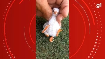 Pinto nasce com quatro patas em propriedade rural de Jaru