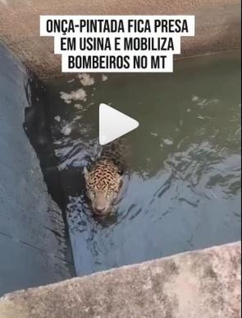 Bombeiros resgatam onça que ficou presa em canal de usina 