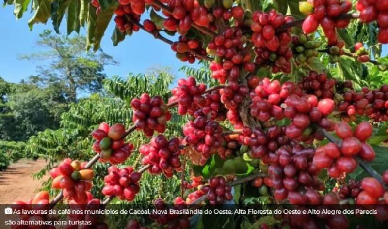 Atividade da cafeicultura movimenta Rota Turística do Café em Rondônia Atividade da cafeicultura movimenta Rota Turística do Café em Rondônia