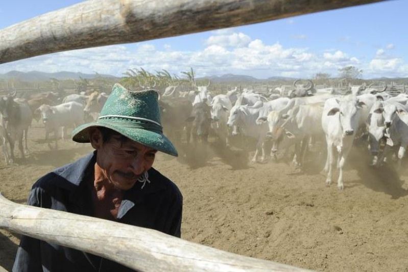 Conheça as atividades produtivas e regiões nas quais produtores rurais poderão renegociar o crédito rural Conheça as atividades produtivas e regiões nas quais produtores rurais poderão renegociar o crédito rural