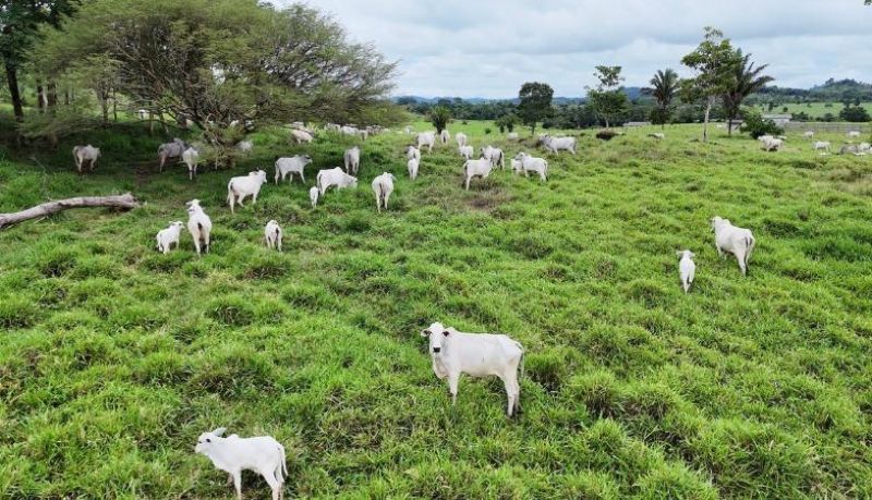Ministério Público de Rondônia oferece denúncia contra investigados na operação Boi Gordo Ministério Público de Rondônia oferece denúncia contra investigados na operação Boi Gordo