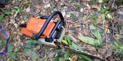 FATALIDADE: Árvore cai e mata trabalhador de forma trágica