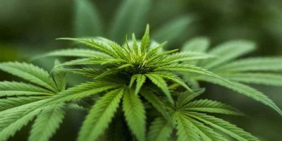 Portugal aprova uso da maconha para fins medicinais