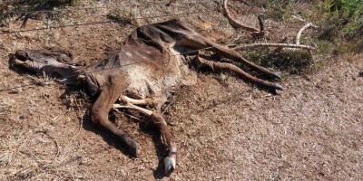 Seca castiga pastagens e causa morte de animais em Rondônia