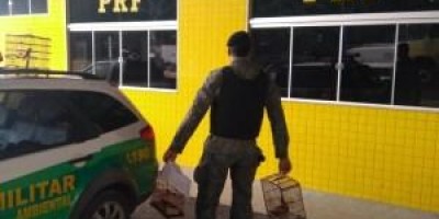 PRF APREENDE 3 PÁSSAROS SILVESTRES EM CAMINHÃO