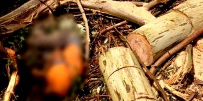 Trabalhador morre esmagado durante derrubada de árvore