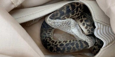 Sem querer, mulher leva cobra em avião