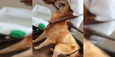 Menor é detido suspeito de arrastar cão amarrado em moto