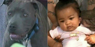 Pitbull arrasta bebê pela fralda e a salva de incêndio! veja: