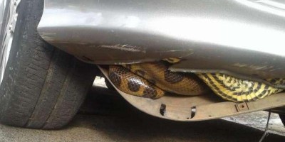 Sucuri de dois metros é encontrada em para-choque de carro