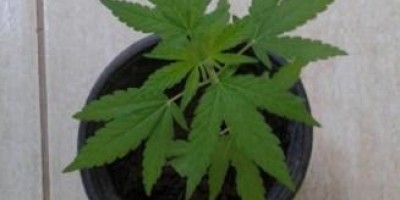 Duas pessoas são presas por tráfico de drogas em Vilhena