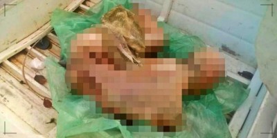 Pescador é encontrado morto após ser dilacerado por jacaré 