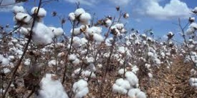 Rondônia é o 3º produtor regional de Algodão