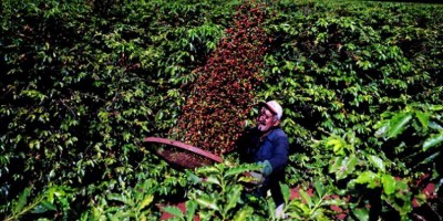 IMPULSO: Produção de café supera 2 milhões de sacas em 2019
