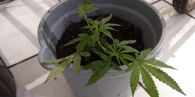 PM encontra dois pés de maconha em varanda de casa de RO