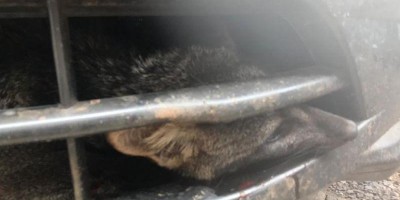 Raposa viaja 150 km presa em para-choque de carro