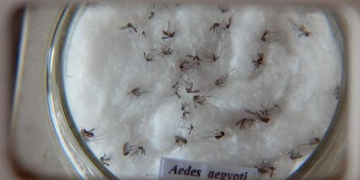 Vacina contra chikungunya já passa por testes em humanos