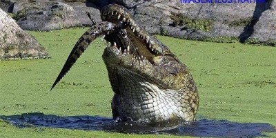 Vídeo mostra quando homem é devorado vivo por crocodilos