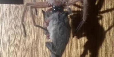 Aranha devora um gambá na Austrália; veja fotos