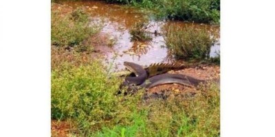 Cobra engole crocodilo inteiro – veja fotos