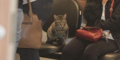 Gato foge de casa para acompanhar velório de dona