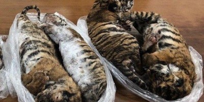Sete tigres congelados são encontrados dentro de carro