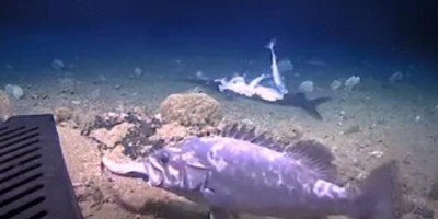 Vídeo mostra tubarão sendo engolido vivo por peixe gigante 