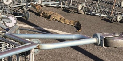 VISITANTE - Jacaré é encontrado dentro do supermercado