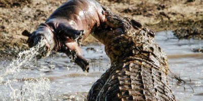 12 Animais extremamente grandes