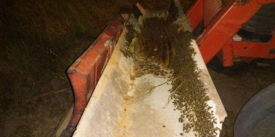 Cachorro e 16 galinhas são mortos durante ataque de abelhas