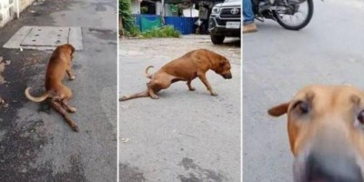 Cão finge ter perna quebrada para ganhar comida e atenção