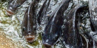 ​IFC 2019 :O Brasil está preparado para a aquicultura 4.0?