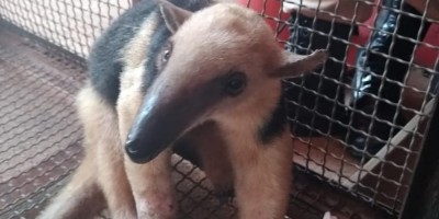 Morre tamanduá-mirim resgatado de queimada em Vilhena, RO