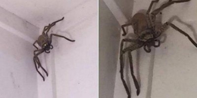 Mulher vive drama com aranha gigantesca dentro de casa