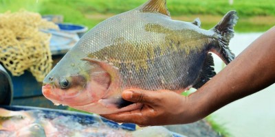 Tambaqui de Rondônia será destaque na FIESP