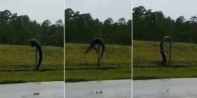 Vídeo: Jacaré é flagrado 