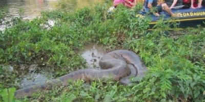 COBRAS GIGANTES CAPTURADAS – PARTE 5