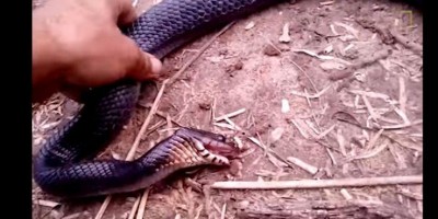 Conheça a cobra que se finge de morta - VÍDEO