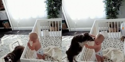 O bebê chorava no berço. Veja o que esse cachorro fez: vídeo 